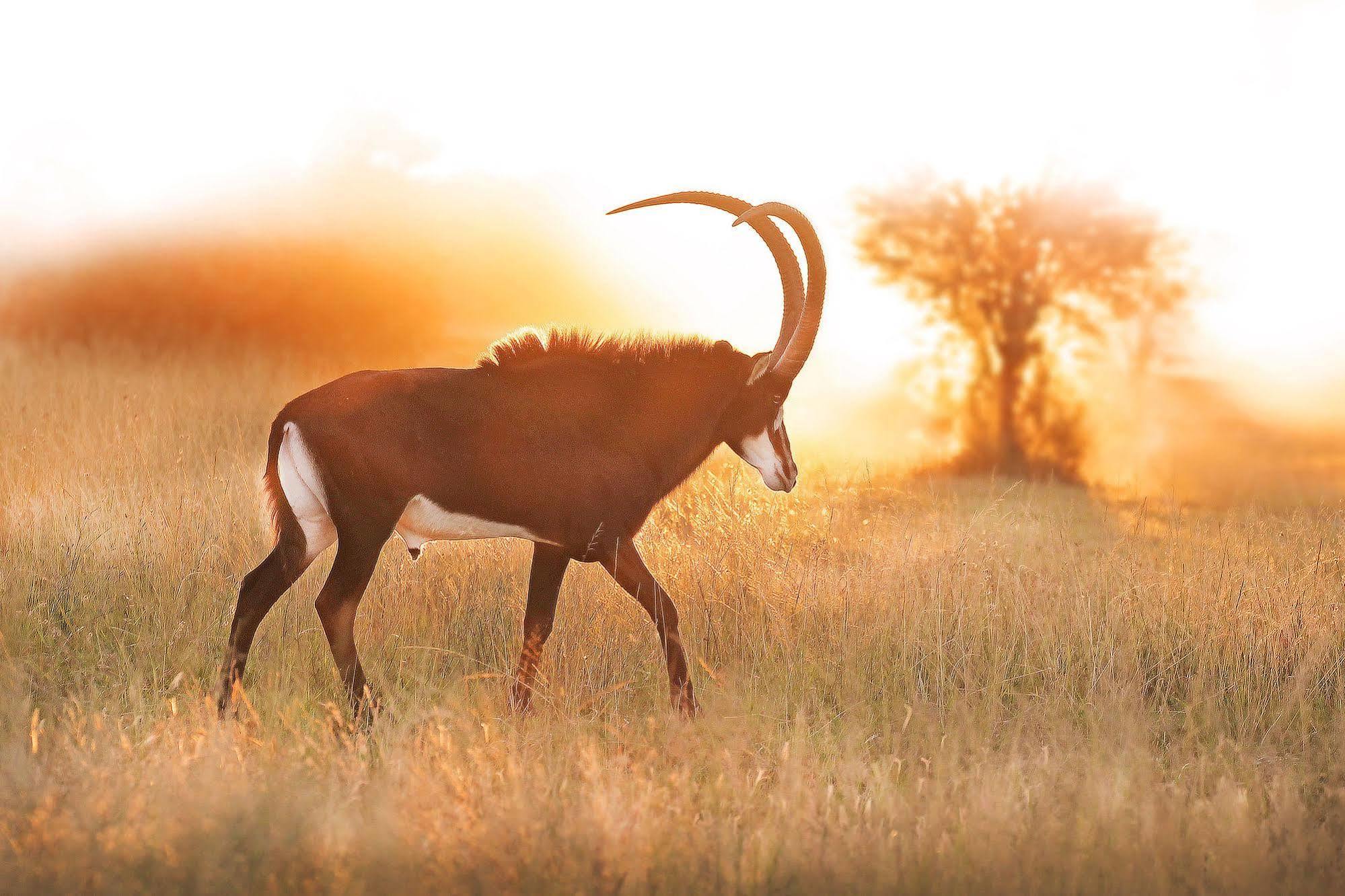 Bona Bona Game Lodge Wolmaranstad Eksteriør bilde