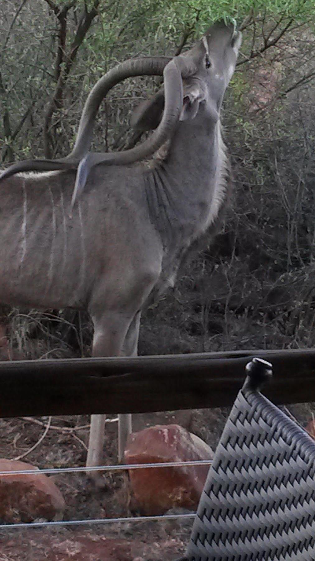 Bona Bona Game Lodge Wolmaranstad Eksteriør bilde