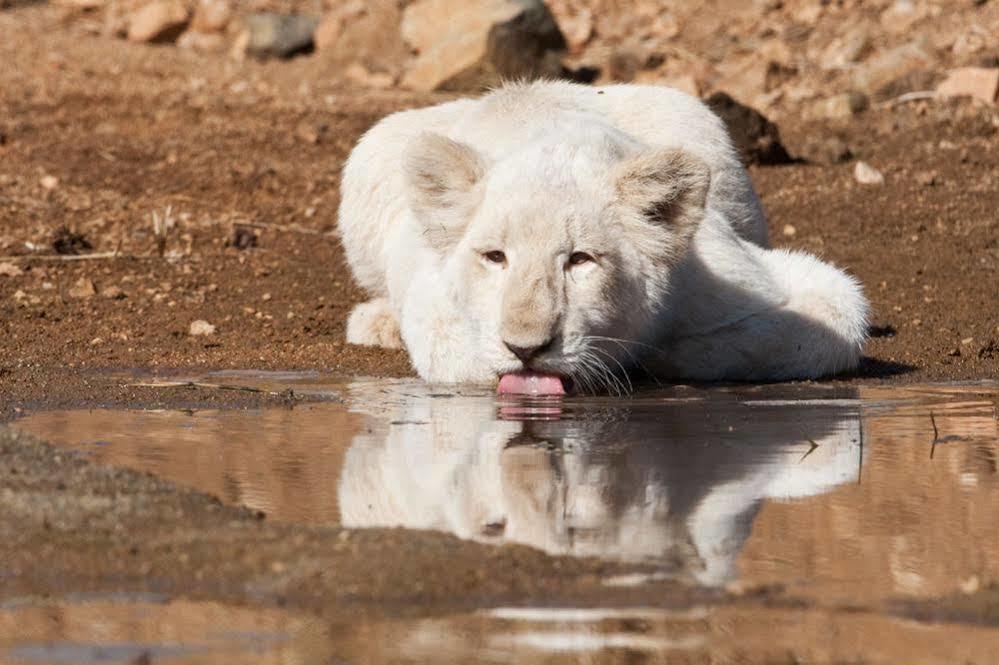Bona Bona Game Lodge Wolmaranstad Eksteriør bilde